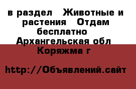  в раздел : Животные и растения » Отдам бесплатно . Архангельская обл.,Коряжма г.